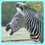 Baby zebra